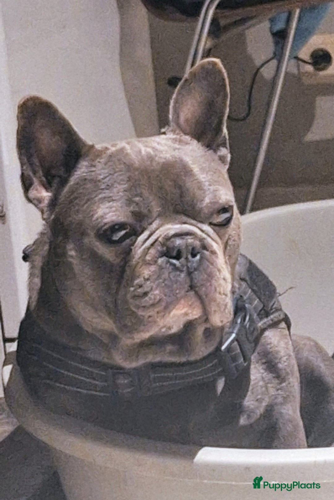 Franse Bulldog honden te koop: Nieuwe franse bulldog pups.  - Advertentie 3