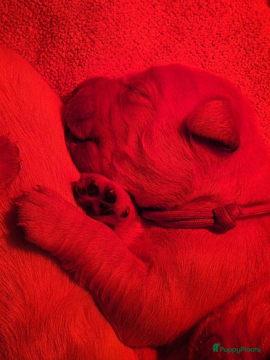 Golden Retriever honden te koop: Liefdevol en huiselijk nest Golden Retriever pups  - Advertentie 14