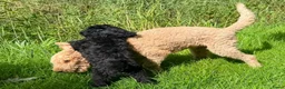 Cockapoo honden te koop: Amerikaanse Cockapoo pups - Advertentie 6