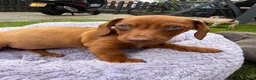 Teckel (korthaar)  honden te koop: Kaninchen x dwerg teckel - Advertentie 24
