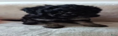 Dwergpoedel Puppy 4 verhuisd
