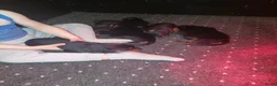Rottweiler honden te koop: Rottweiler pup 1 teefje nog beschikbaar  - Advertentie 7