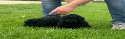 Kruising honden te koop: 2 Dwergpoedel teefjes - Advertentie 6