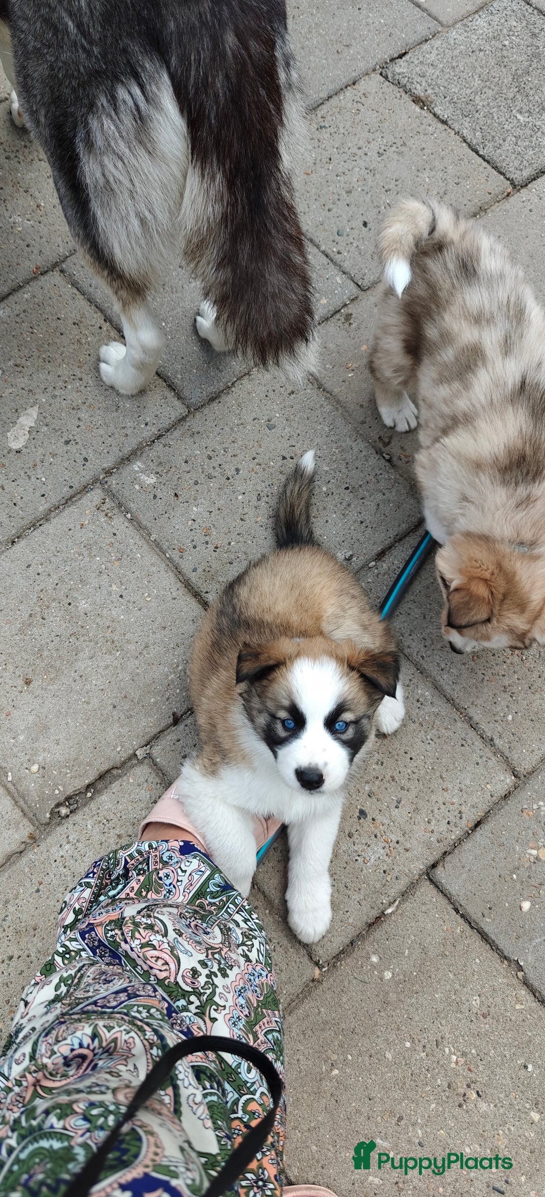 Kruising honden te koop: Borsky pup, Husky x Border Collie - Afbeelding 5