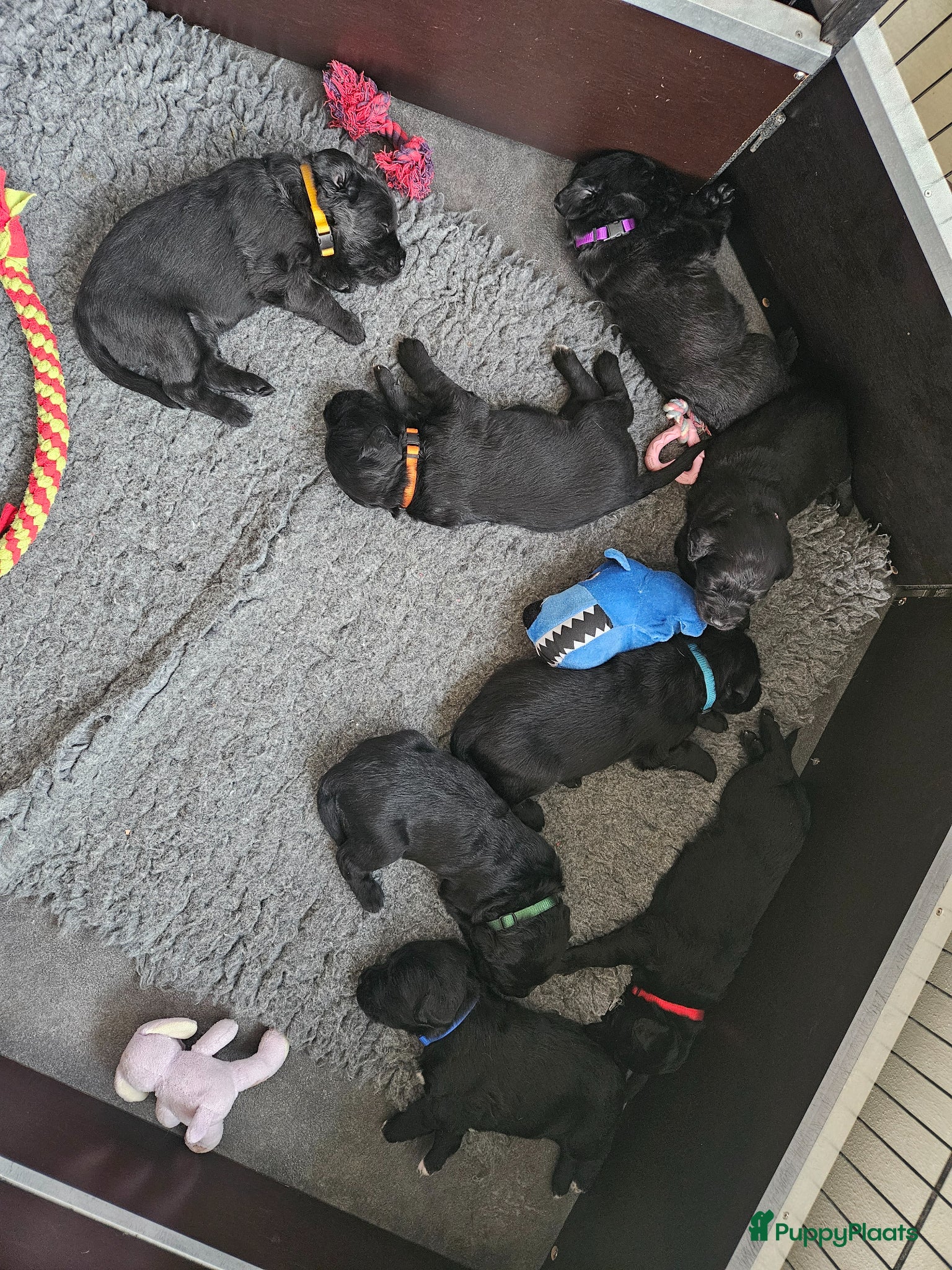 Labradoodle honden 8 super mooie labradoodle  - Advertentie 1