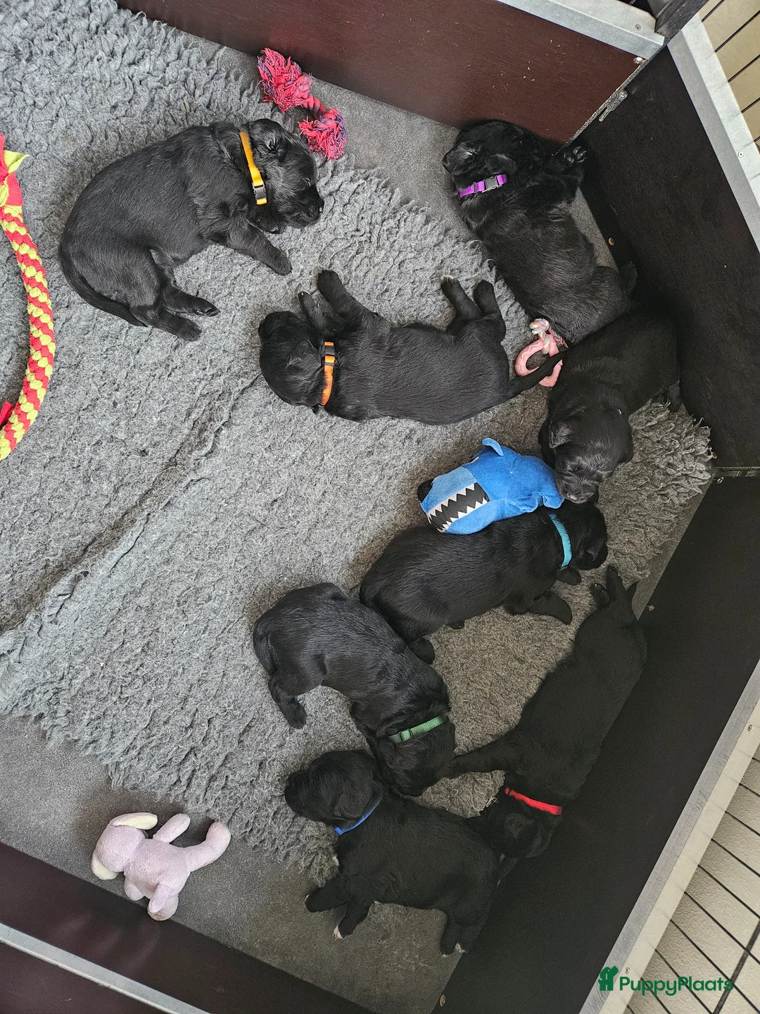 Labradoodle honden te koop: 8 super mooie labradoodle  - Advertentie 1