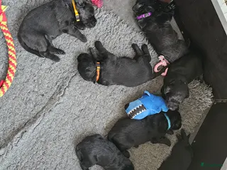 Labradoodle honden 8 super mooie labradoodle - Advertentie 1