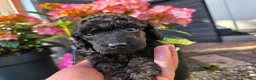 Poedel Toy honden te koop: Toypoedel reutje FCI - Advertentie 11