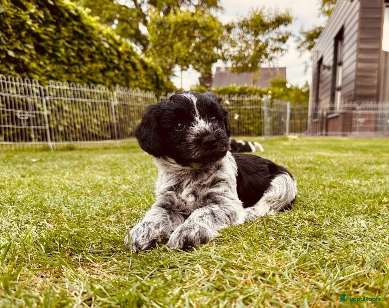 Nederlandse Schapendoes honden Lieve Schapendoes pups - Advertentie 2