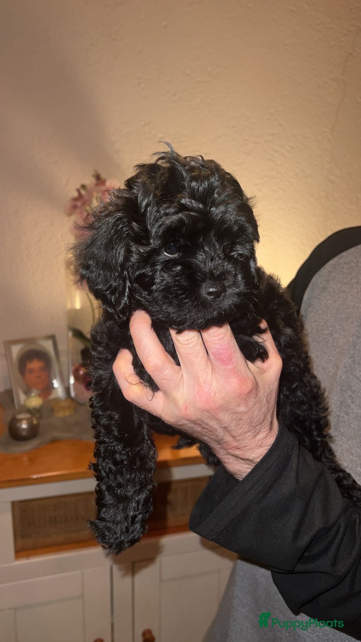 Shihpoo honden IK BEN OPZOEK NAAR EEN GOUDEN MANDJE - Advertentie 1