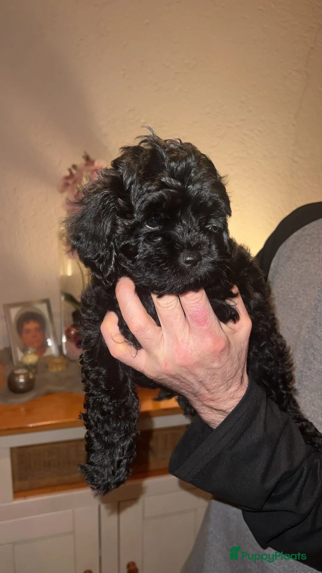 Shihpoo honden te koop: IK BEN OPZOEK NAAR EEN GOUDEN MANDJE - Advertentie 1