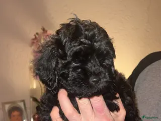 Shihpoo honden IK BEN OPZOEK NAAR EEN GOUDEN MANDJE - Advertentie 1