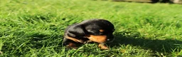 Teckel (korthaar)  honden te koop: Mooie teckel pups black en tan - Advertentie 4