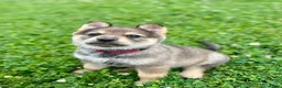 Kruising honden te koop: Pup Eurasiër / Herdermix - Advertentie 8