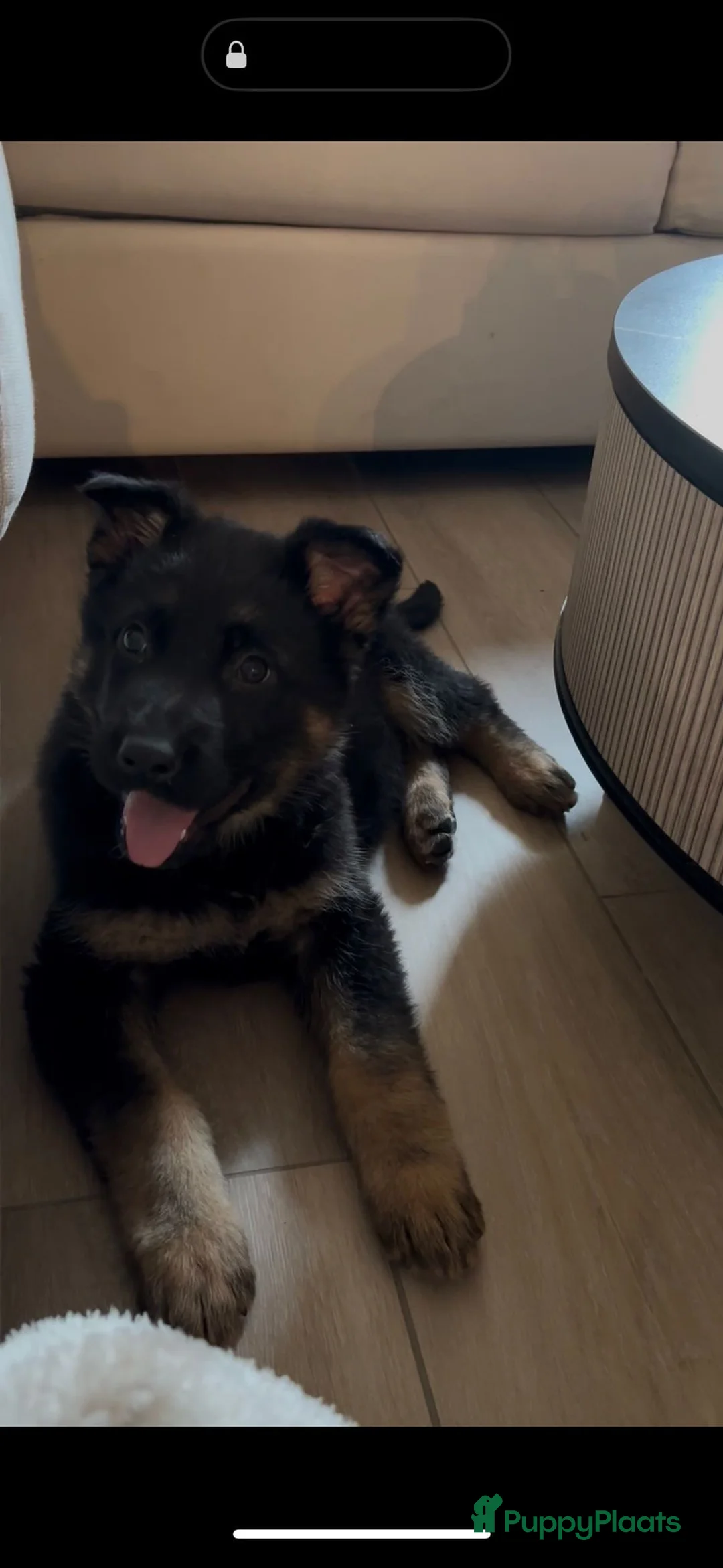 Duitse Herder honden te koop: Herder pup 16 weken (21-9-2025) - Advertentie 13