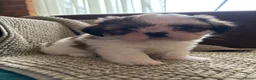Shih Tzu honden te koop: Shih Tzu pups - Advertentie 20