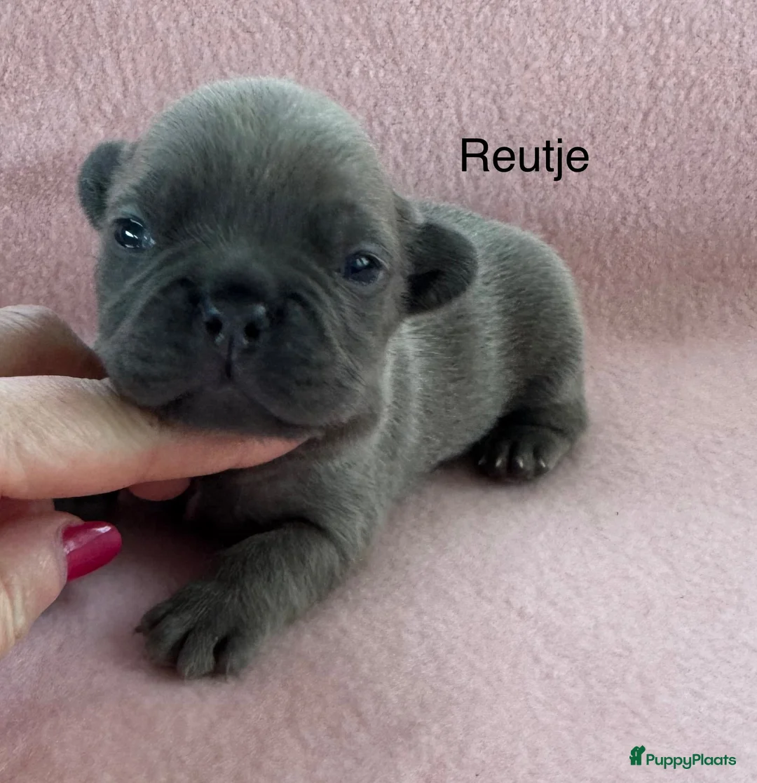 Franse Bulldog honden te koop: Franse bulldog pups , beide ouders aanwezig  - Advertentie 3