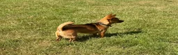 Kruising honden te koop:  Dwergpincher x Chihuahau X Kaninchenteckel pups. - Advertentie 16