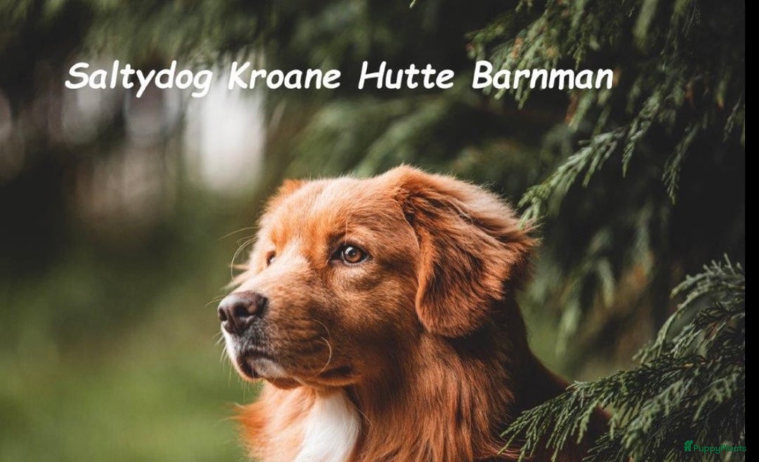 Nova Scotia Duck Tolling Retriever honden te koop: Nova Scotia Duck Toller Retriever pups + stamboom - Advertentie 4