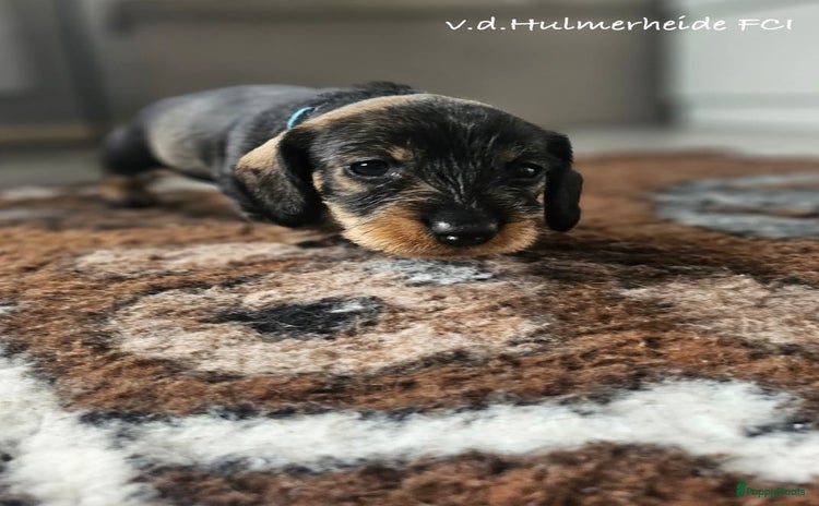 Ruwhaar Teckel honden - Advertentie 1