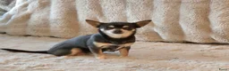 Chihuahua honden te koop: Prachtige blau grijze Chihuahua pup - Advertentie 10