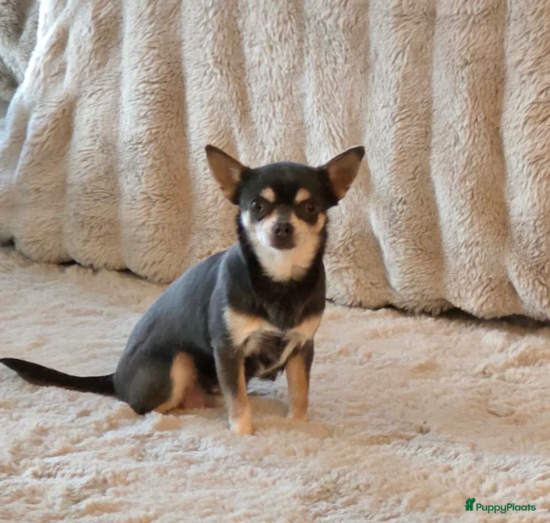 Chihuahua honden te koop: Prachtige blau grijze Chihuahua pup - Advertentie 10
