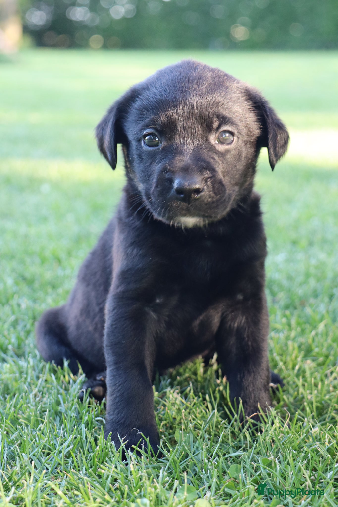 Kruising honden te koop: Prachtige labradorpups kruising  in Someren - Advertentie 11