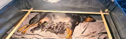 Rottweiler honden te koop: Rottweiler puppies *momenteel allen gereserveerd  - Advertentie 16