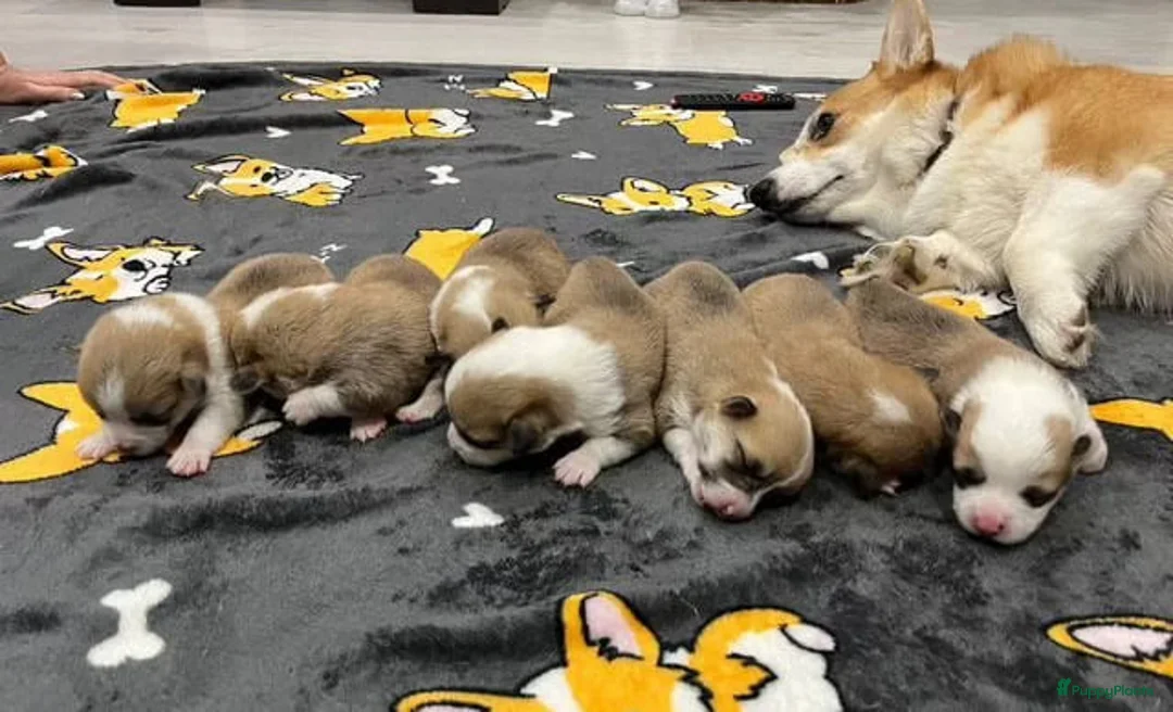 Welsh Corgi Pembroke honden te koop: Welsh Corgi Pembroke in Zwaag - Advertentie 4