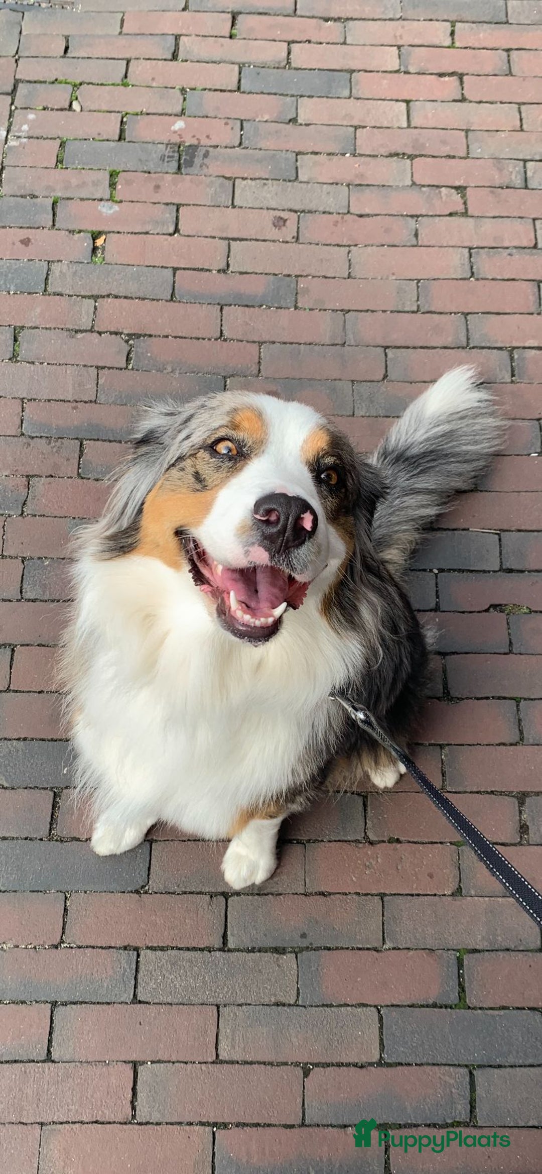 Australian Shepherd honden te koop: Australische herders pups - geboren 17 december - Advertentie 1