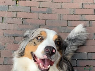 Australian Shepherd honden Australische herders pups - geboren 17 december - Advertentie 16