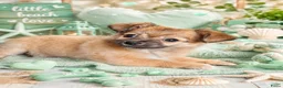 Kruising honden te koop: Schattig lief teefje zoekt liefdevol nieuw thuis  - Advertentie 1