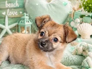 Kruising honden Schattig lief teefje zoekt liefdevol nieuw thuis - Advertentie 5