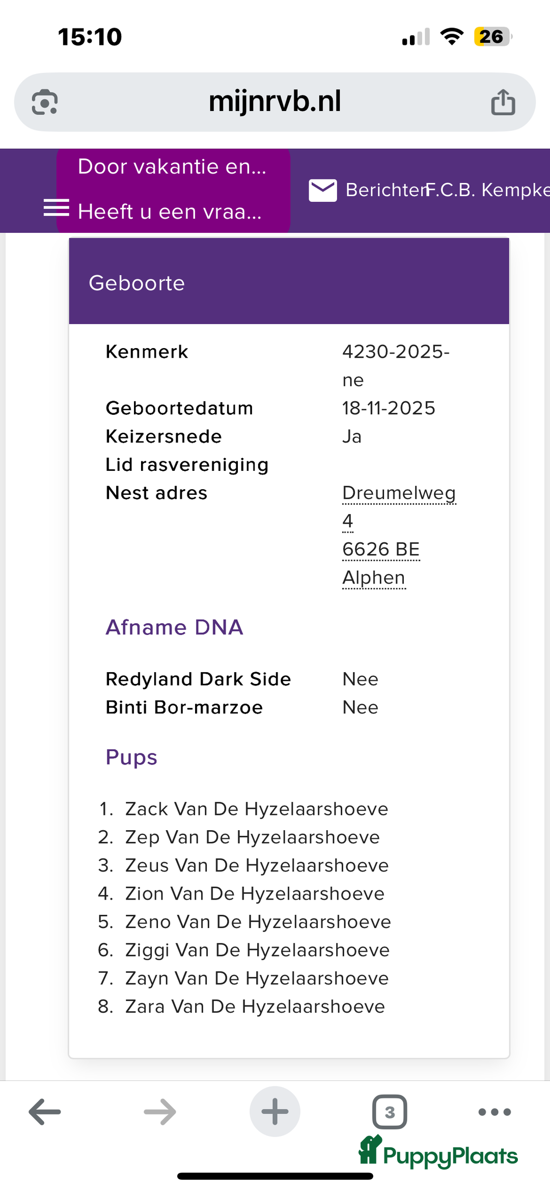 Rhodesian Ridgeback honden te koop: Rhodesian Ridgeback 7 reutjes geboren - Advertentie 23