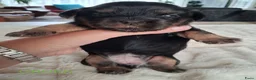 Kruising honden te koop: Mooie Boomer pups - Advertentie 5