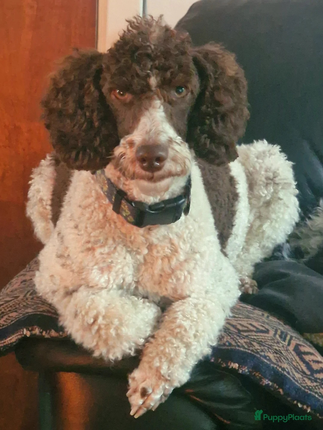 Poedel honden te koop: Middenslag Harlekijn Poedelpups! - Advertentie 2