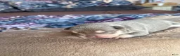 Franse Bulldog honden te koop: Mooi franse bulldog pups - Advertentie 29