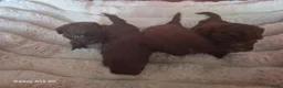Poedel Toy honden te koop: Toy poedel pups  - Advertentie 10