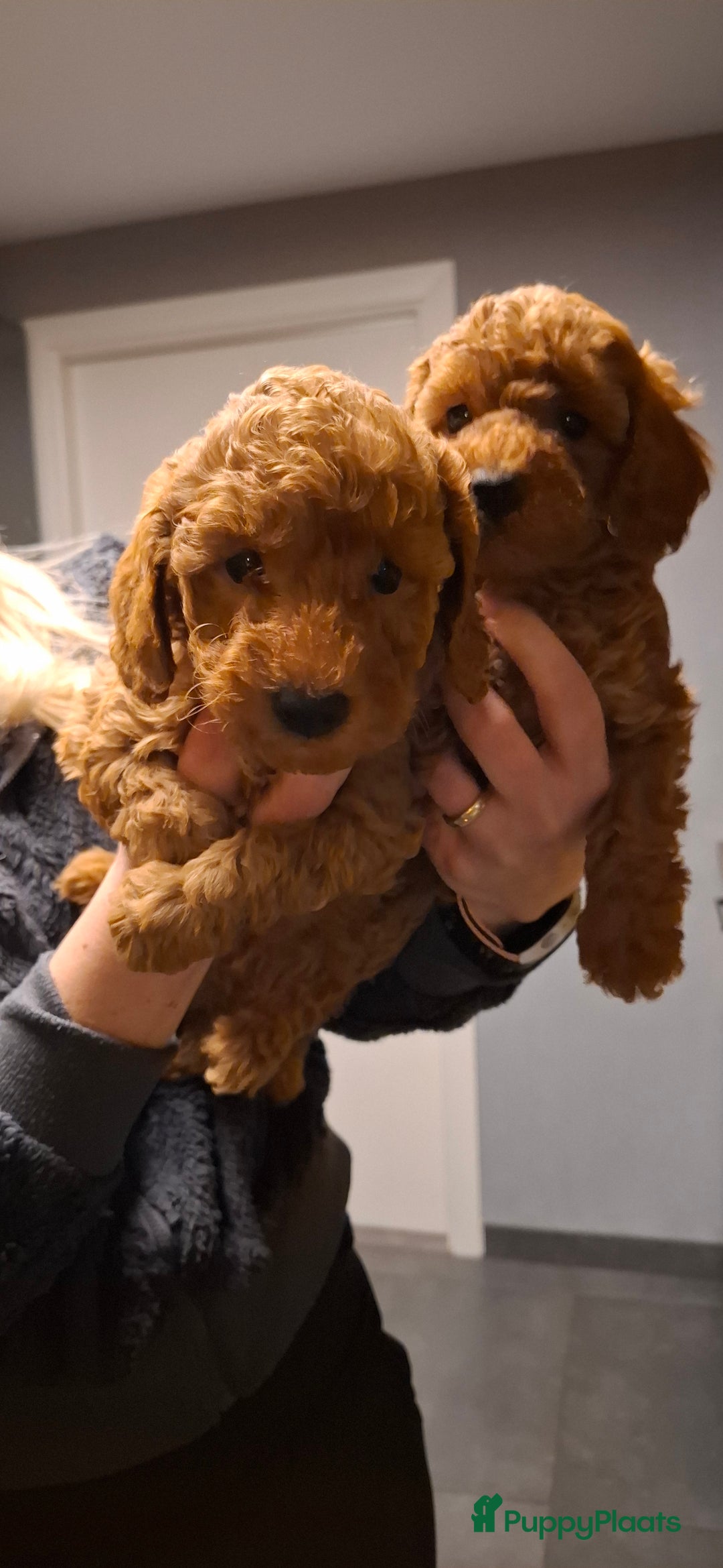 Dwergpoedel honden te koop: Dieprode dwergpoedel pups - Advertentie 4