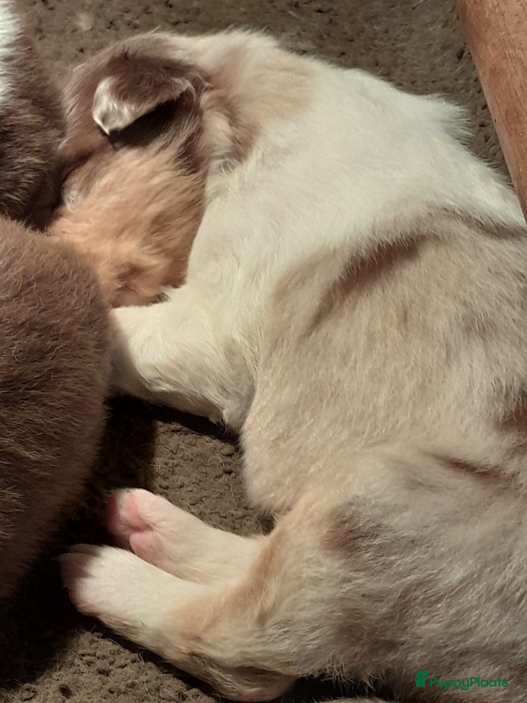 Australian Shepherd honden te koop: Lieve raszuivere australian shepherd pups  - Advertentie 13