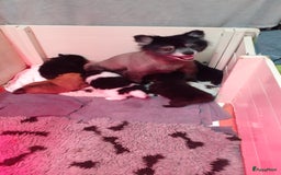 Pomeriaan honden te koop:  2 Prachtige pomeriaan/dwergkees pups. in Enkhuizen - Afbeelding 24