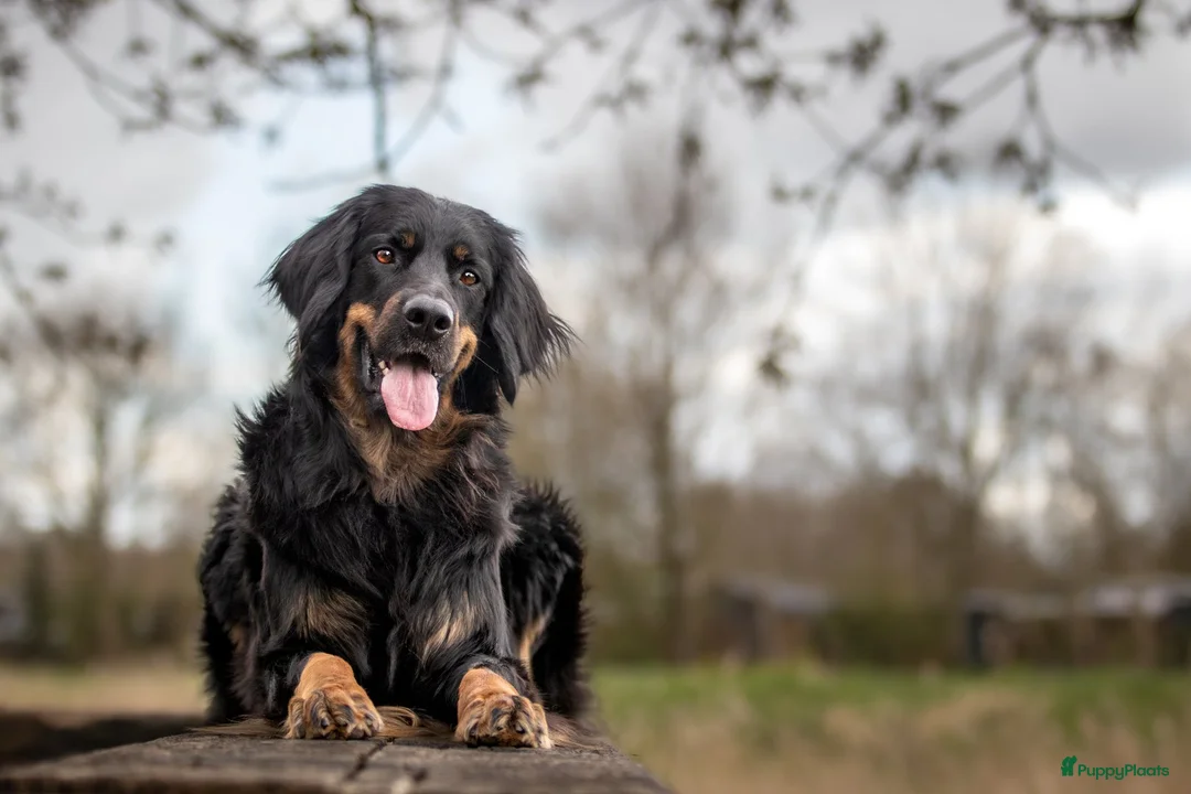 Galerij afbeelding {{count}}