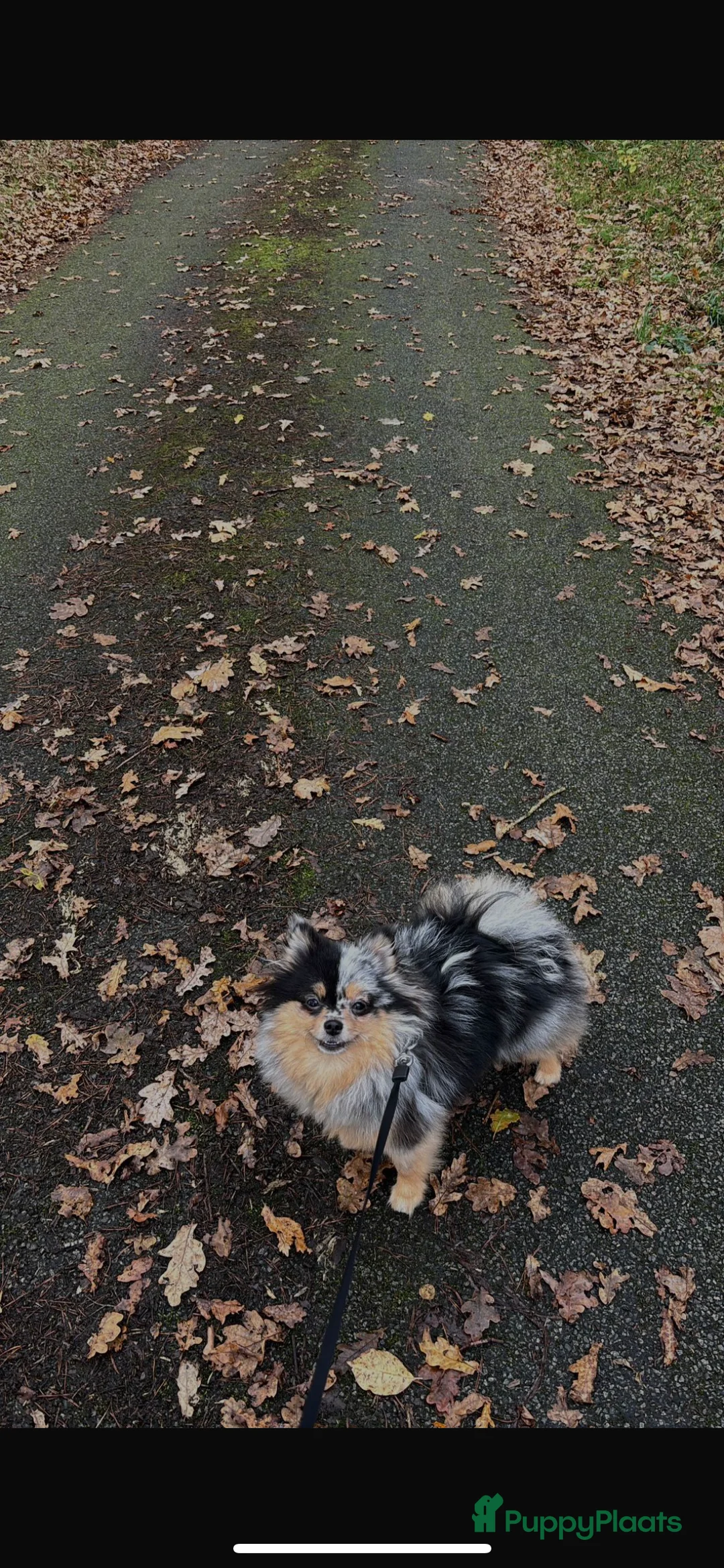 Pomeriaan honden te koop: Pomeriaan pups te koop  - Advertentie 7