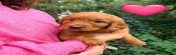 Kruising honden te koop: Lieve Irish Toller pups (Toller x Setter) - Advertentie 10