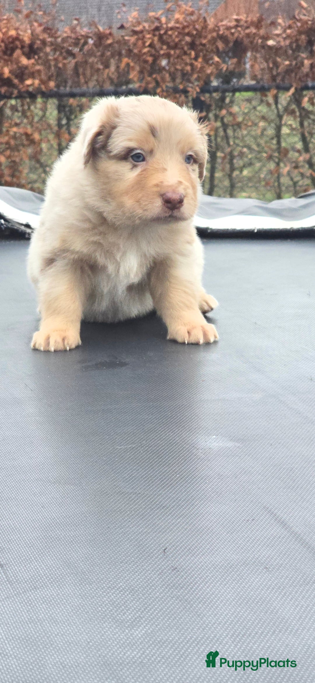 Australian Shepherd honden te koop: Mooie australian sherperd pups. - Advertentie 21