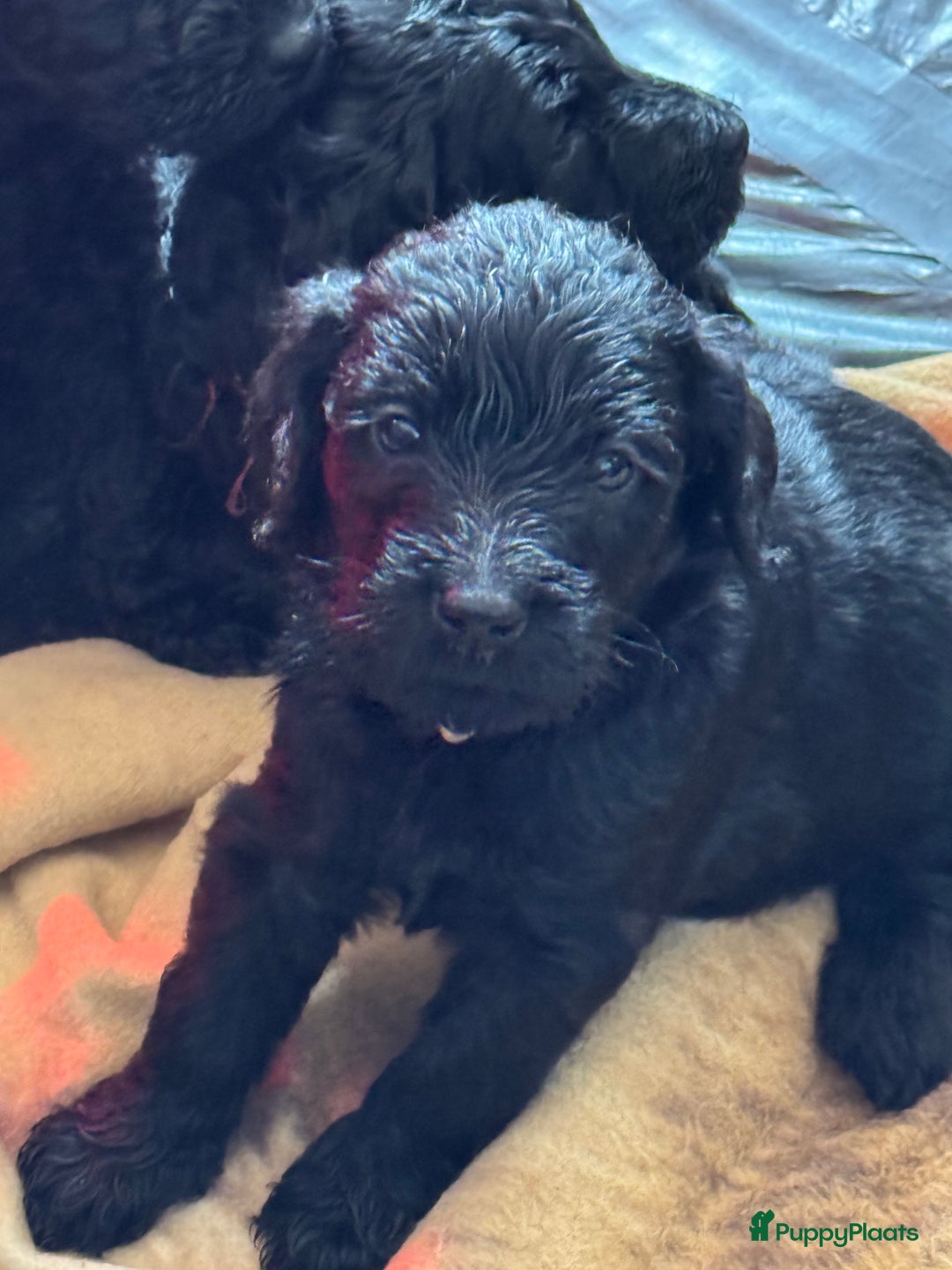 Labradoodle honden te koop: Labradoodle pups groot kleurvast - Afbeelding 7