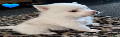 Puppy 1
