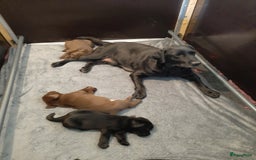 Labrador Retriever honden te koop: Bruin reutje - Afbeelding 24
