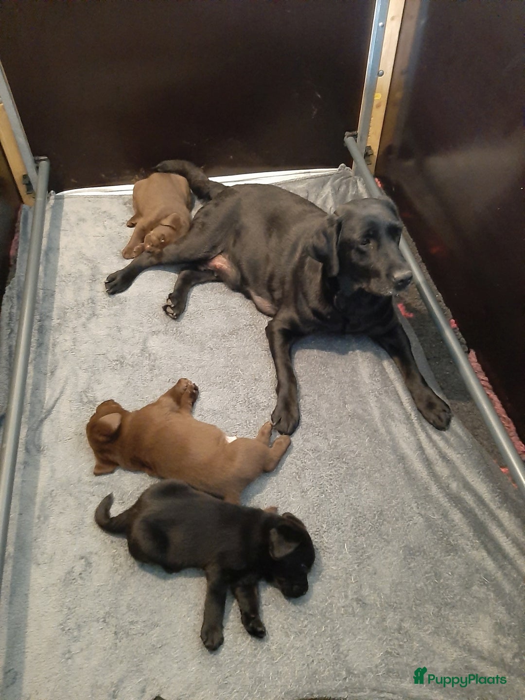 Labrador Retriever honden te koop: Bruin reutje - Afbeelding 24