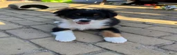 Australian Shepherd honden te koop: Australian shepherd pups - Advertentie 3